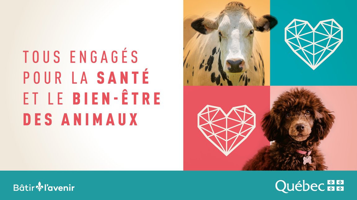 Assemblée annuelle des partenaires 2026 de la Stratégie québécoise de santé et de bien-être des animaux