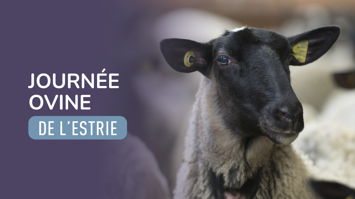 Journée ovine de l'Estrie