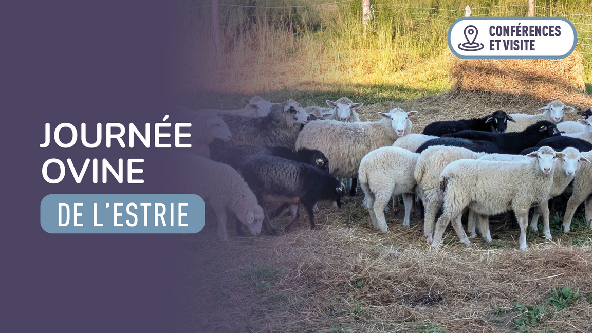 Journée ovine de l'Estrie 2026