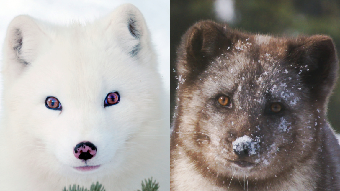 Kina et Yuk: renards de la banquise de Guillaume Maidatchevsky - FIFEM