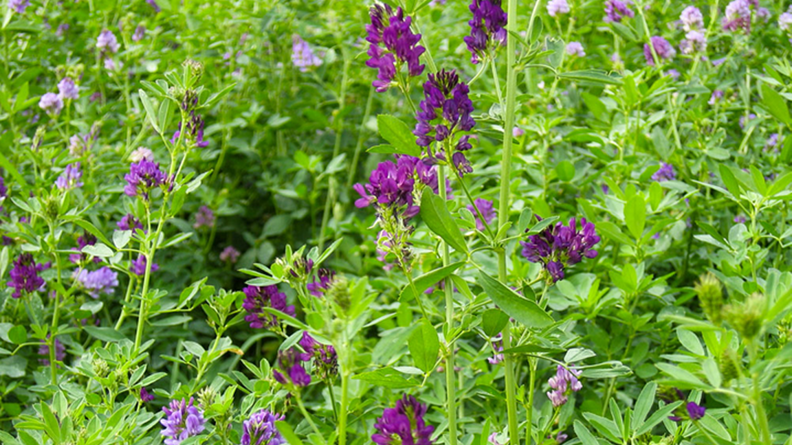 Journée Plantes fourragères 2026