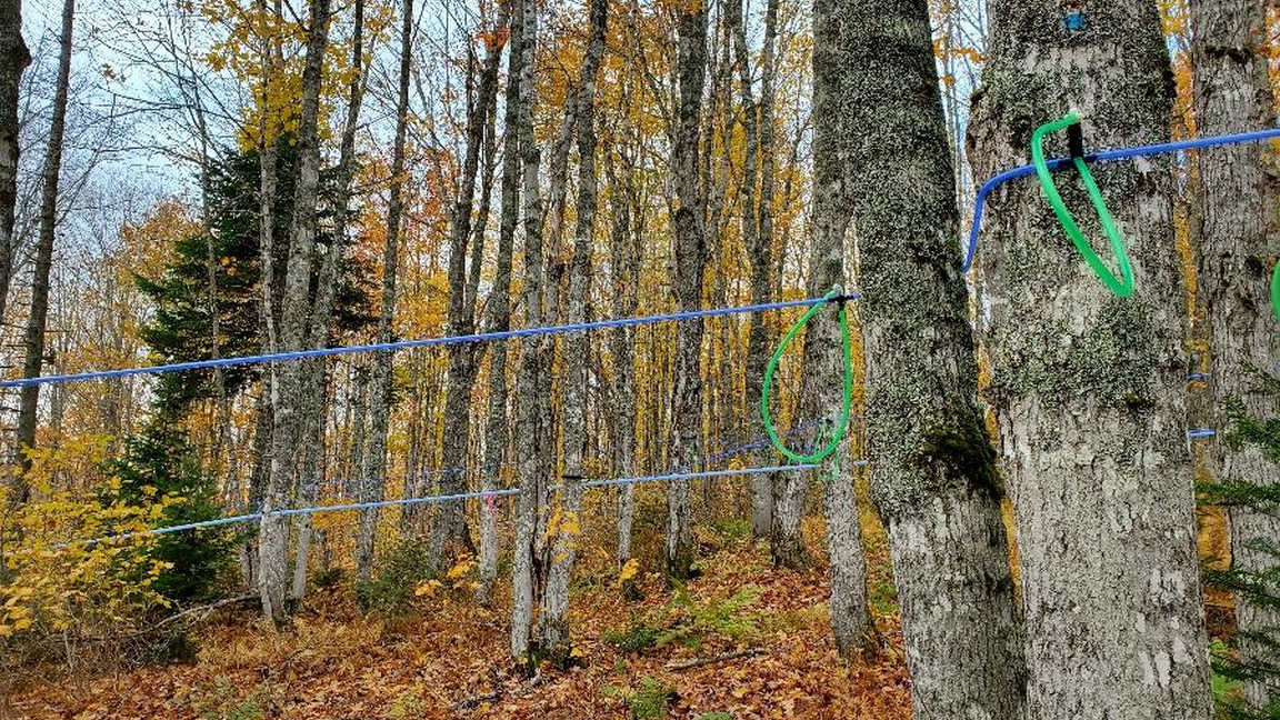 La santé des érablières