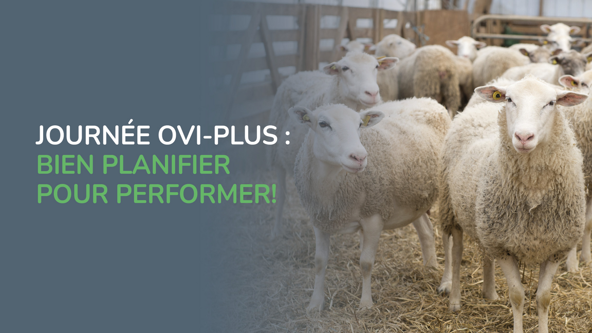 Journée Ovi-Plus : bien planifier pour performer