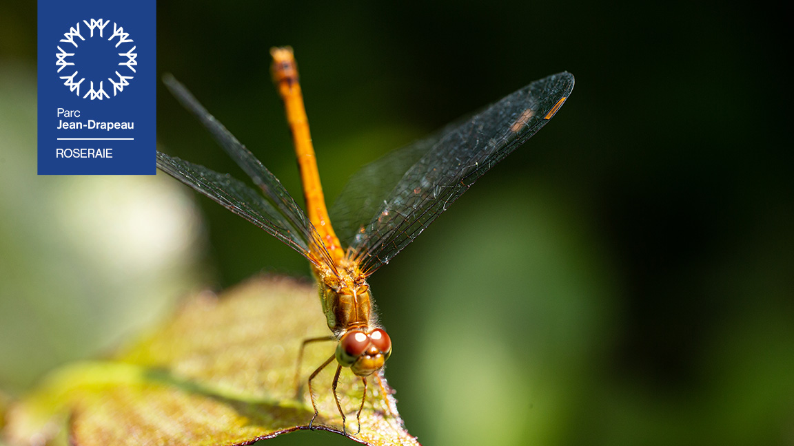 Les insectes de nos jardins