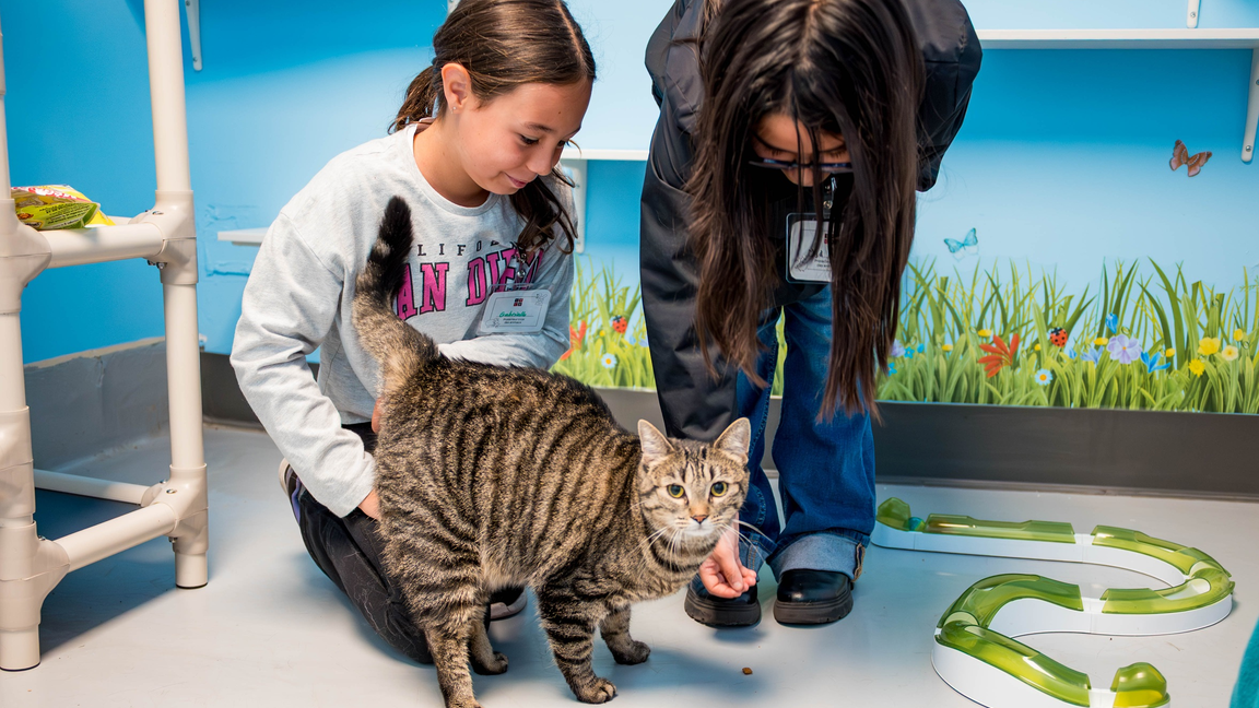 Activité jeunesse SPCA - Thématique chats (FR, 8 à 12 ans)