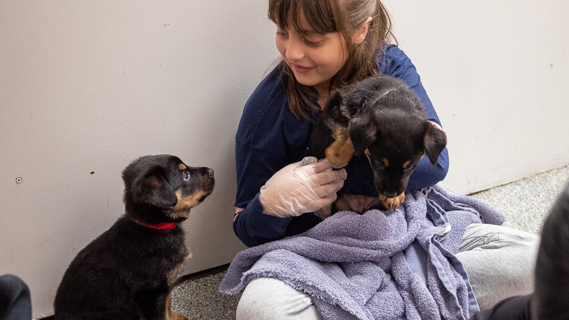 Activité jeunesse SPCA - Thématique chiens (FR, 13 à 17 ans)
