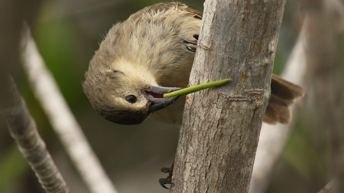 RENDEZ-VOUS ENVIRONNEMENT - Sauver la planète? Les oiseaux savent comment!