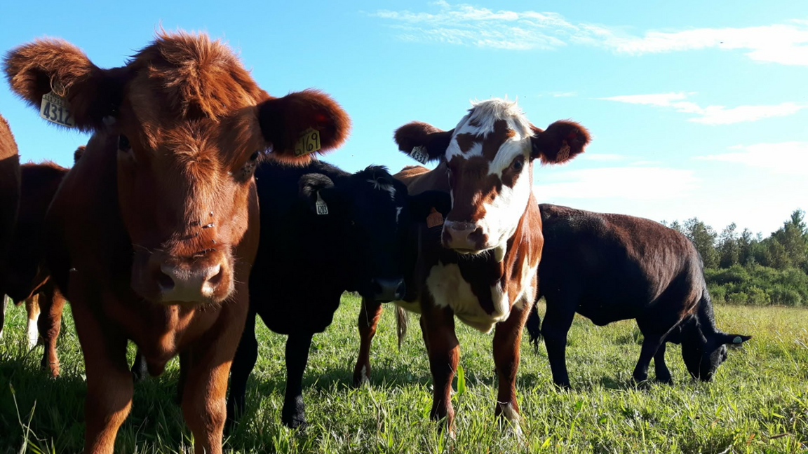 13e Journée bovine de l'Abitibi-Témiscamingue - édition 2026