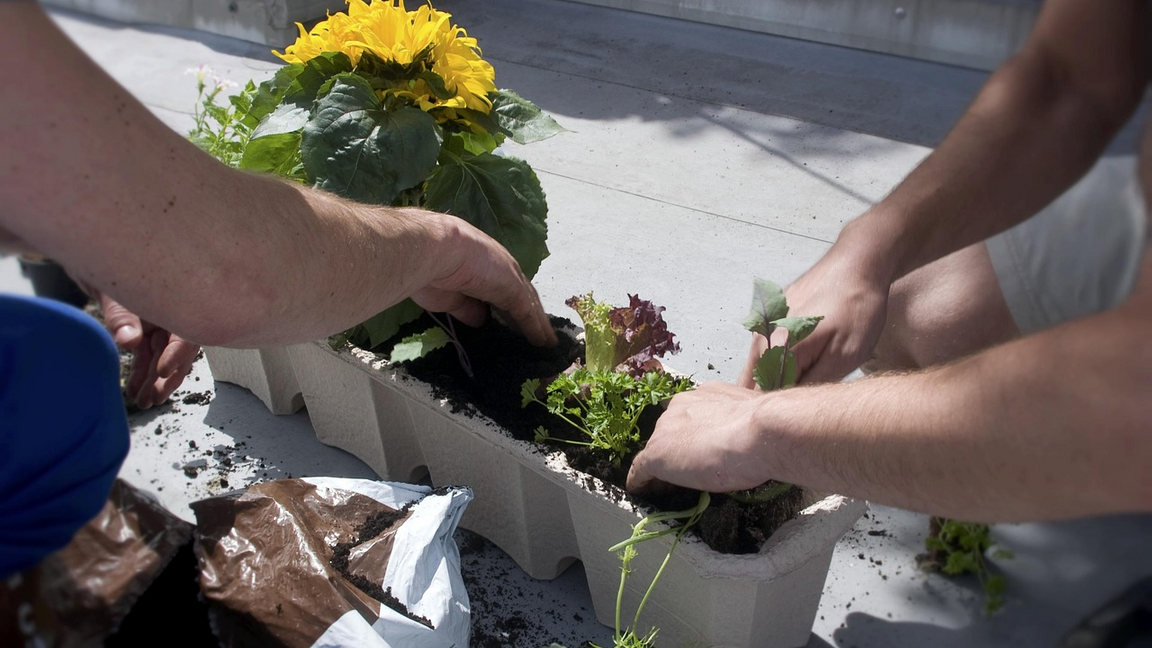 Jardinage de balcon à Montréal : Trucs et astuces