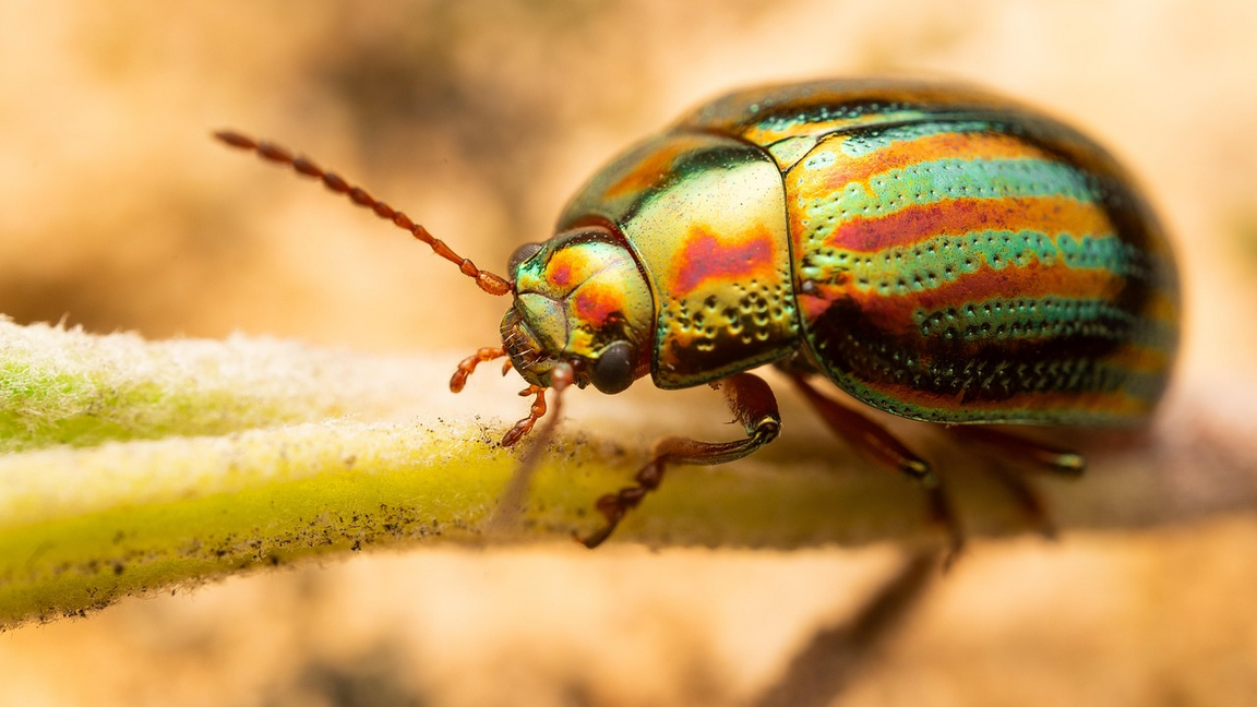 Club scientifique : À la découverte des insectes! (6 à 8 ans) - INSCRIRE LES ENFANTS UNIQUEMENT