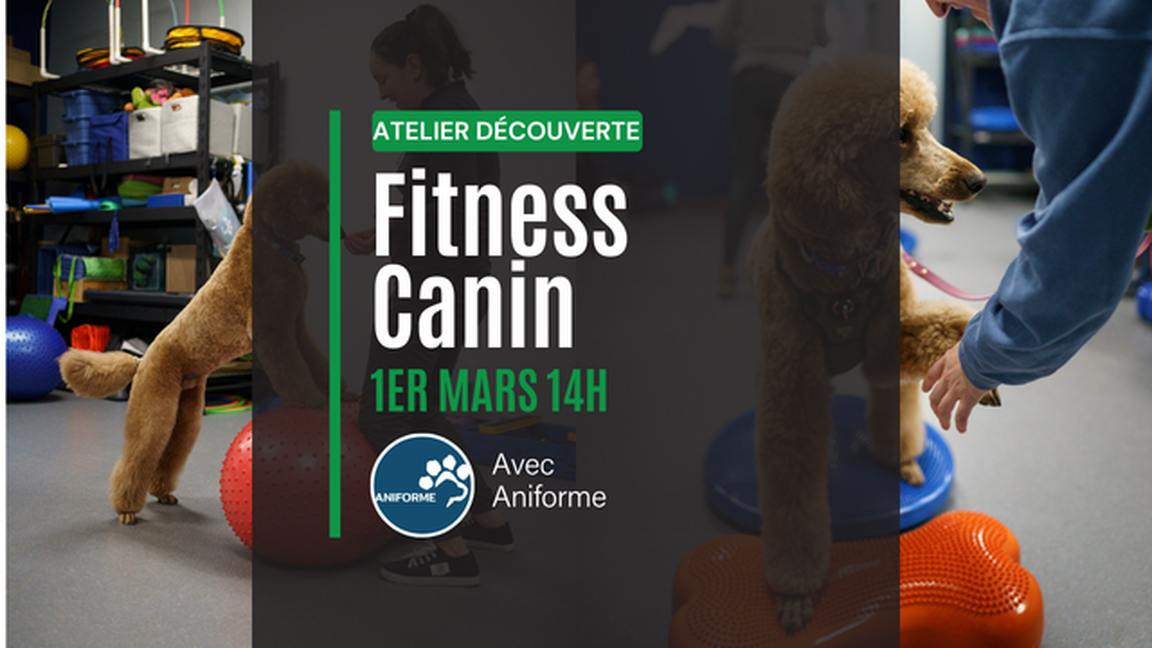 Atelier découverte - Fitness canin avec Aniforme