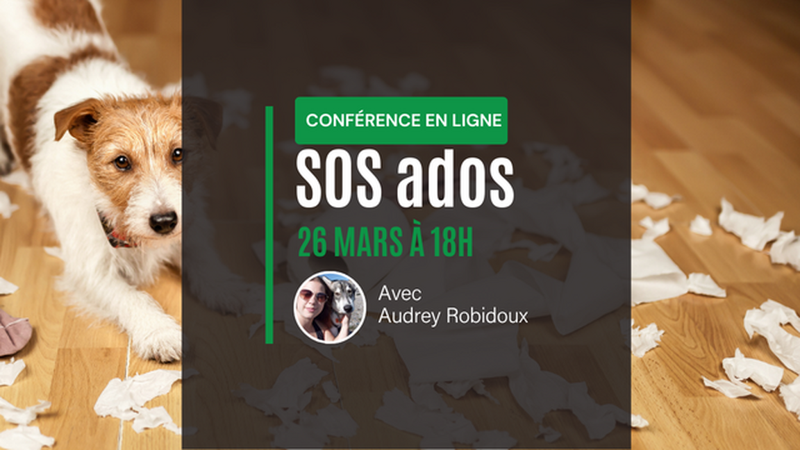 Conférence pour chiens adolescents: SOS Ado - EN VIRTUEL