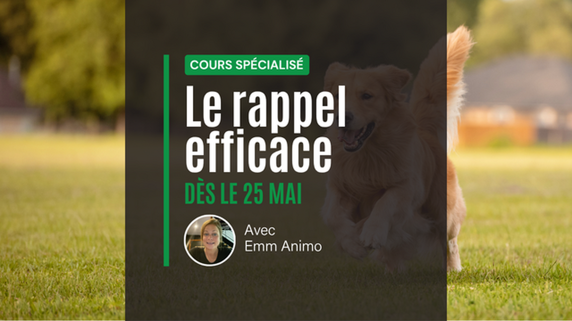 Cours spécialisé : Le rappel efficace