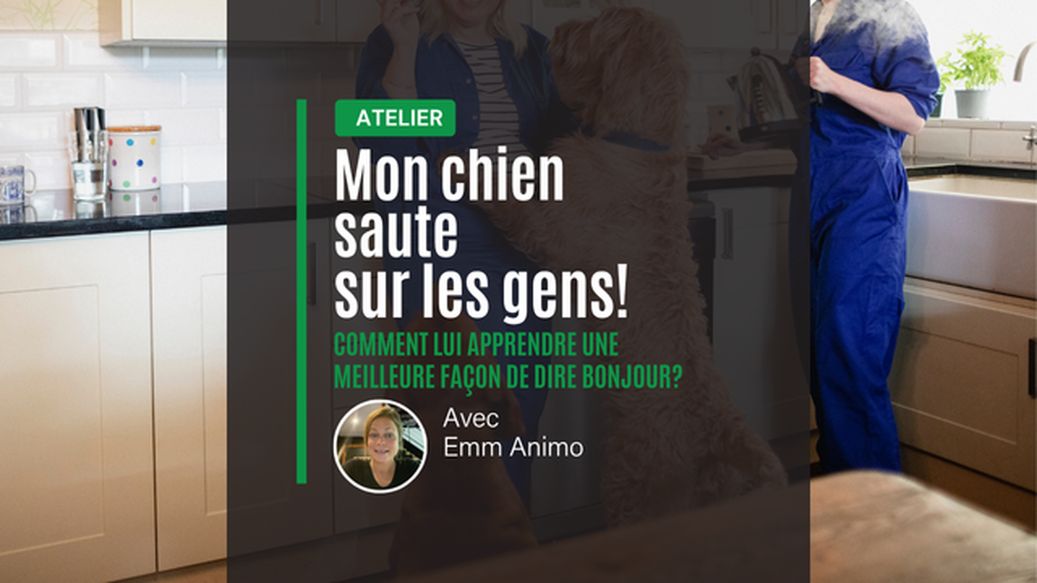 Atelier : Mon chien saute sur les gens… Comment lui apprendre une meilleure façon de dire bonjour?