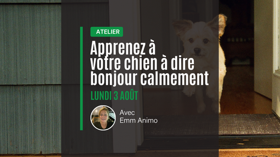 Atelier : Mon chien saute sur les gens… Comment lui apprendre une meilleure façon de dire bonjour?