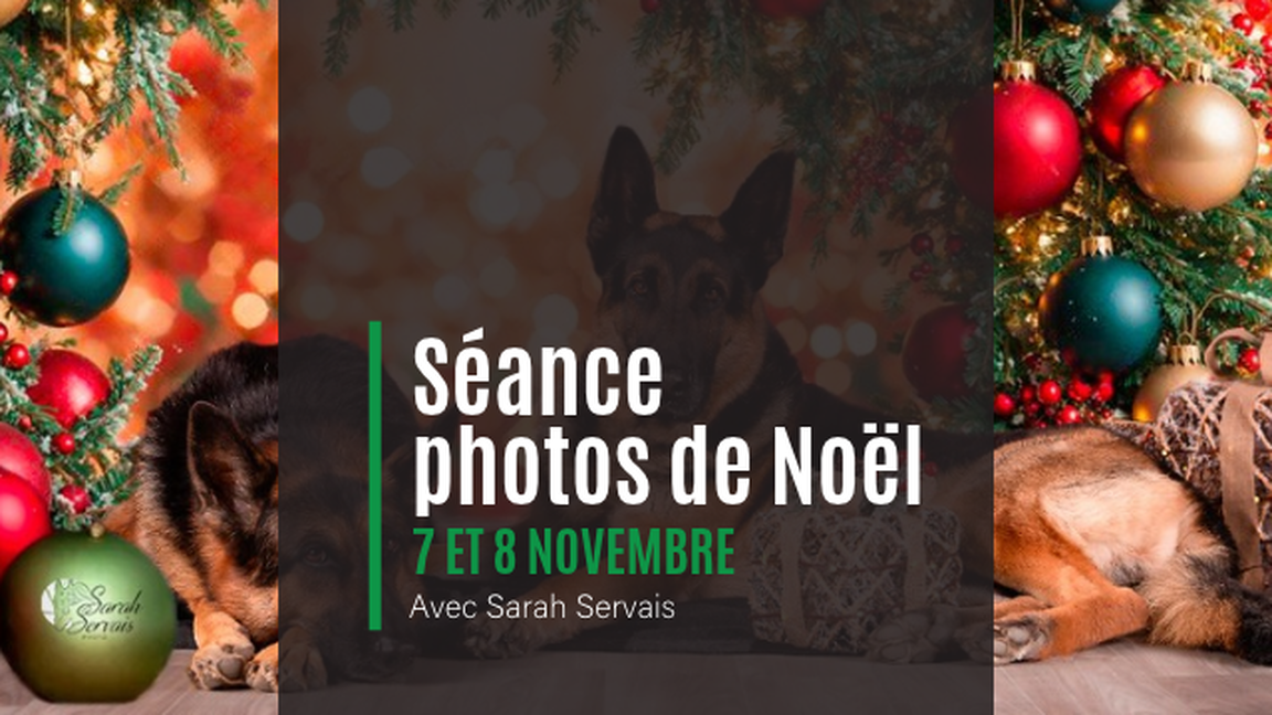 Séance photos de Noël avec Sarah Servais