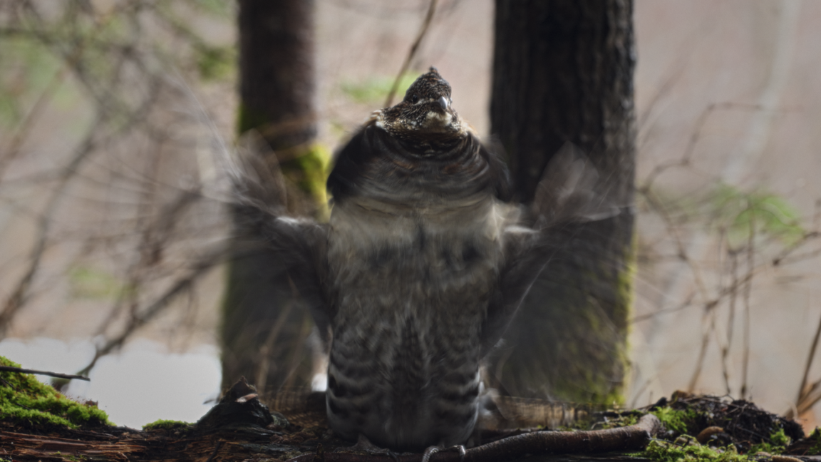 Dans la forêt | Pascale Ferland | Long métrage documentaire