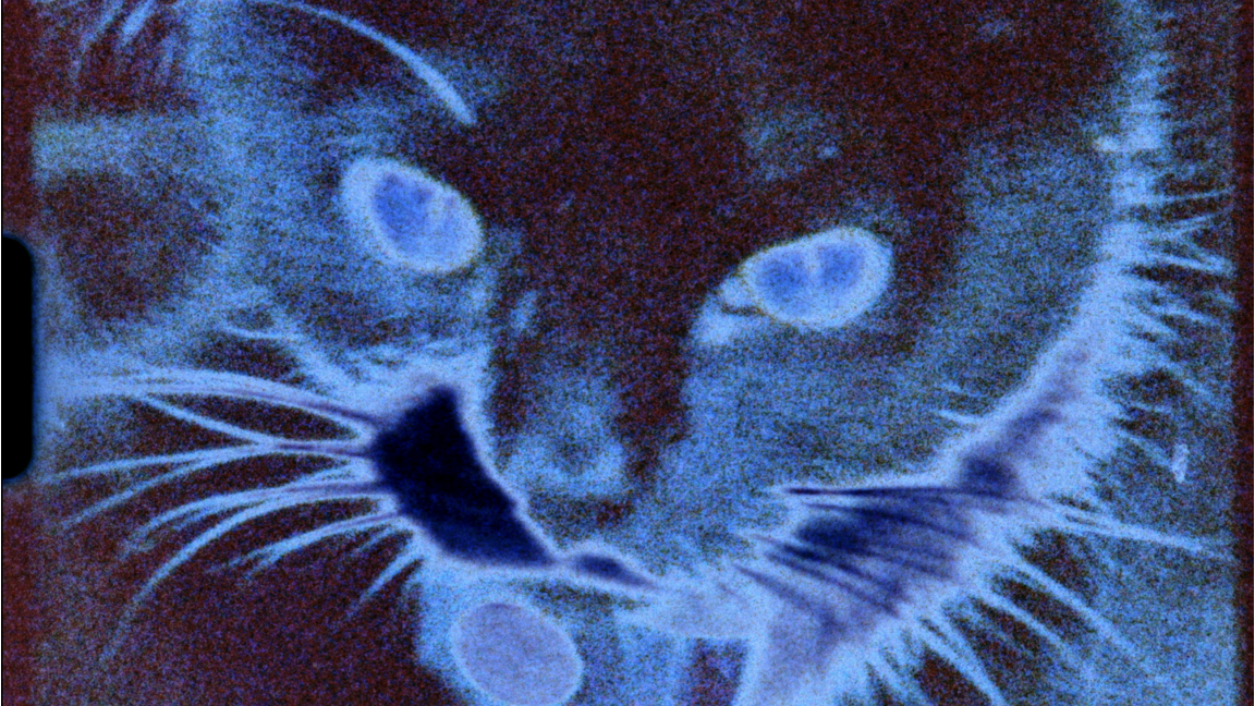 En pièces détachées | Multiples réalisateur·ices | Programme de courts et moyens métrages