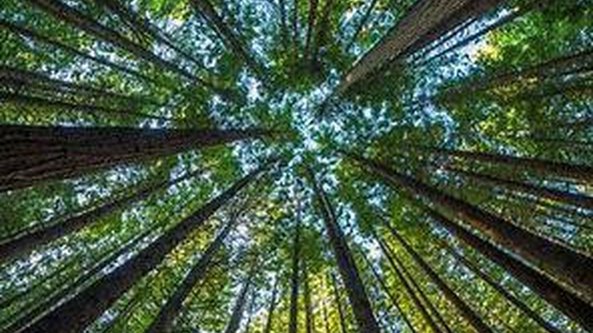 Atelier de poésie au Boisé St-Sulpice (Un thé dans la toundra de Joséphine Bacon) (Places limitées)