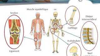 Impacts des AINS sur la conduite clinique en physiothérapie Partie A