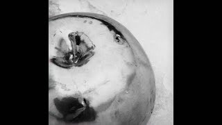 Population II - R.B. (Official Visualizer)